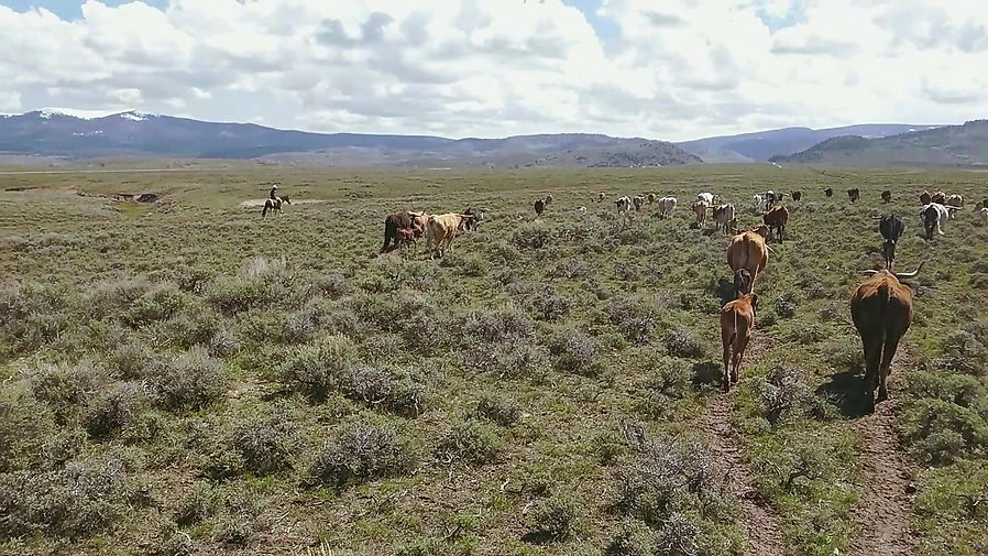 Herding Cattle in Wyoming